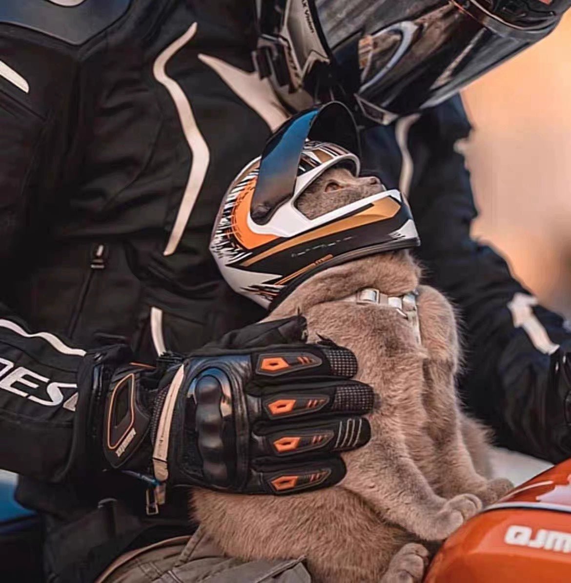 Motorcycle Helmet for Cat - Savile Speed Co.