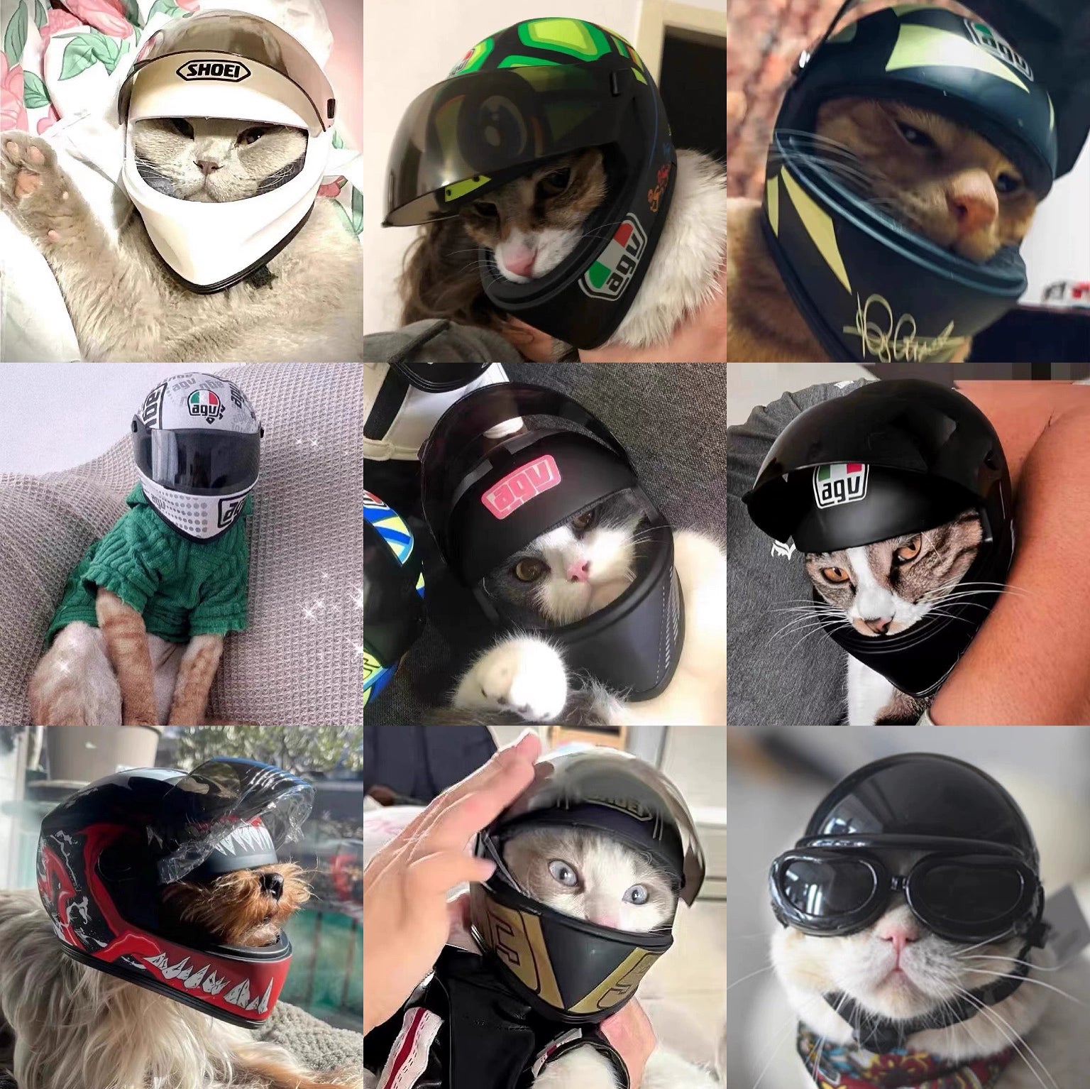 Motorcycle Helmet for Cat - Savile Speed Co.